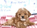 Party Color Toy Poodle