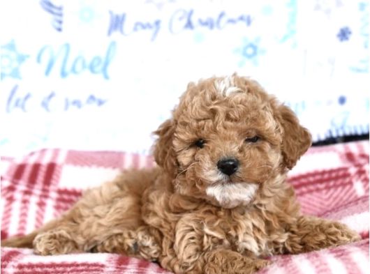 Party Color Toy Poodle görsel
