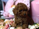 Bebek Suratli Toy Poodle Yavrulari