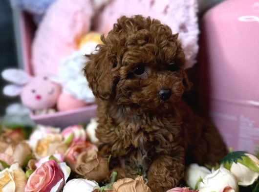 Bebek Suratli Toy Poodle Yavrulari görsel