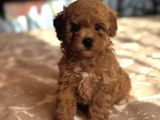 KIZIL RED MALTİPOO YAVRULAR