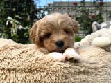 ŞAŞKIN SURATLI MALTİPOO YAVRULAR