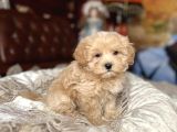 TOMBİK MALTİPOO BEBEKLER