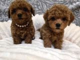 Aileden Mini Boy Toy Poodle Yavruları