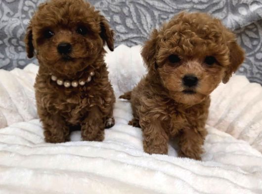 Aileden Mini Boy Toy Poodle Yavruları