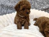 Aileden Mini Boy Toy Poodle Yavruları