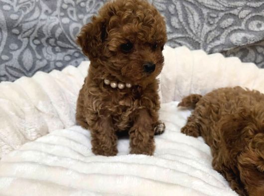 Aileden Mini Boy Toy Poodle Yavruları görsel