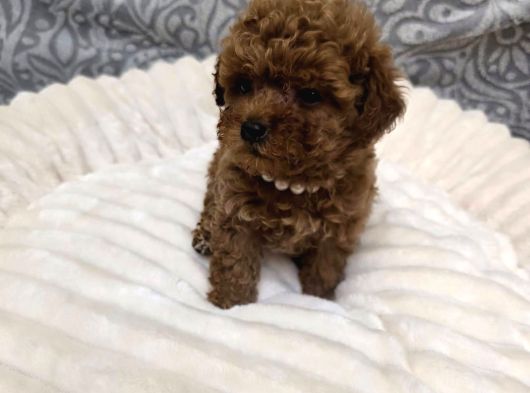 Aileden Mini Boy Toy Poodle Yavruları görsel