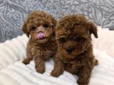 Aileden Mini Boy Toy Poodle Yavruları
