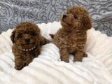 Aileden Mini Boy Toy Poodle Yavruları