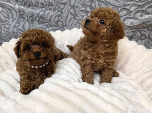 Aileden Mini Boy Toy Poodle Yavruları görsel