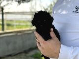 Uygunaa Aşili Black Poodle