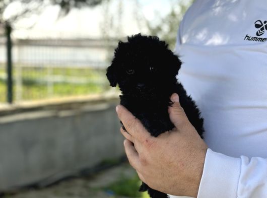 Uygunaa Aşili Black Poodle görsel