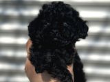 UYGUNAA AŞILI BLACK POODLE
