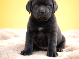 Harika Anatomi Üst Kalite Cane Corso Yavrular