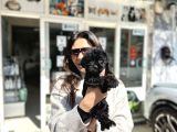 Uygunaa Aşili Black Poodle