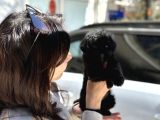 Uygunaa Aşili Black Poodle
