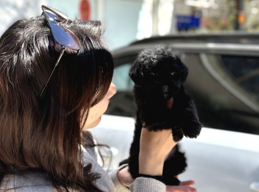 Uygunaa Aşili Black Poodle görsel