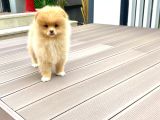 Dişi Pomeranian Boo Yavrumuz 2 Aylık