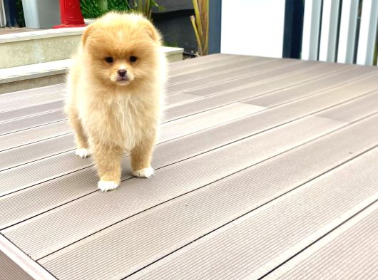 Dişi Pomeranian Boo Yavrumuz 2 Aylık görsel