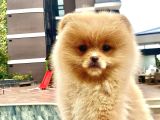 Dişi Pomeranian Boo Yavrumuz 2 Aylık