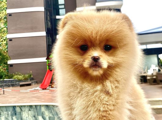 Dişi Pomeranian Boo Yavrumuz 2 Aylık görsel