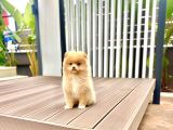Dişi Pomeranian Boo Yavrumuz 2 Aylık