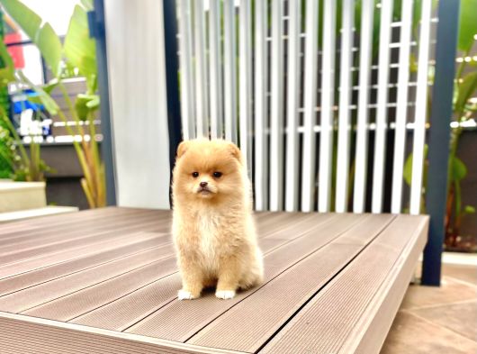 Dişi Pomeranian Boo Yavrumuz 2 Aylık