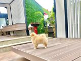 Dişi Pomeranian Boo Yavrumuz 2 Aylık
