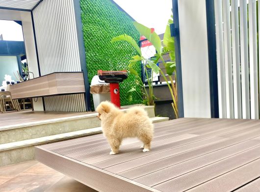 Dişi Pomeranian Boo Yavrumuz 2 Aylık görsel
