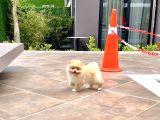 Dişi Pomeranian Boo Yavrumuz 2 Aylık