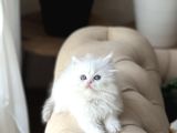 Mavi̇ Göz Beyaz Bi̇blo Bri̇ti̇sh Longhai̇r Yagrumuz