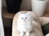 Mavi̇ Göz Beyaz Bi̇blo Bri̇ti̇sh Longhai̇r Yagrumuz