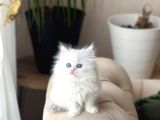 MAVİ GÖZ BEYAZ BİBLO BRİTİSH LONGHAİR YAGRUMUZ