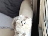 Aşiri Tatli Güzel Surat Bri̇ti̇sh Longhai̇r Si̇lver