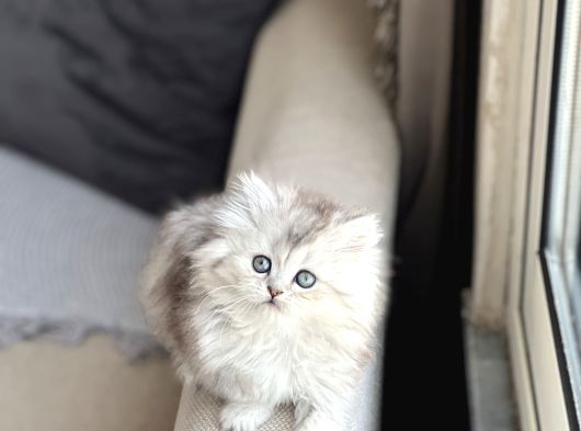 Aşiri Tatli Güzel Surat Bri̇ti̇sh Longhai̇r Si̇lver görsel