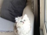 AŞIRI TATLI GÜZEL SURAT BRİTİSH LONGHAİR SİLVER