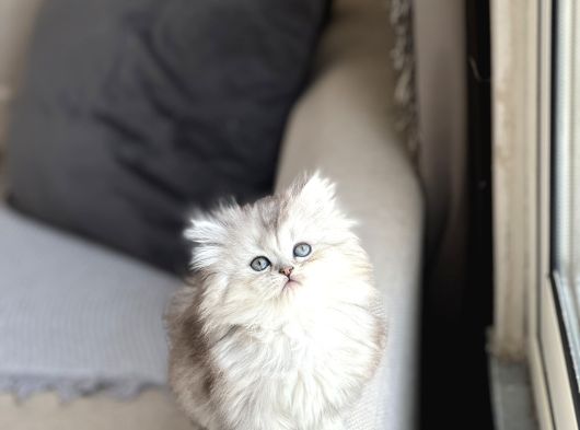 Aşiri Tatli Güzel Surat Bri̇ti̇sh Longhai̇r Si̇lver
