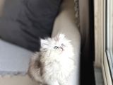 Aşiri Tatli Güzel Surat Bri̇ti̇sh Longhai̇r Si̇lver