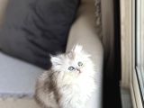 Aşiri Tatli Güzel Surat Bri̇ti̇sh Longhai̇r Si̇lver