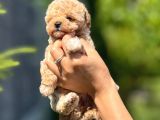 BAYRAM ŞEKERİ TATLILIĞINDA KIVIRCIK MALTİPOO bEBEKLEİMİZ