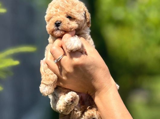 BAYRAM ŞEKERİ TATLILIĞINDA KIVIRCIK MALTİPOO bEBEKLEİMİZ