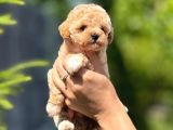 Bayram Şekeri̇ Tatliliğinda Kivircik Malti̇poo Bebeklei̇mi̇z