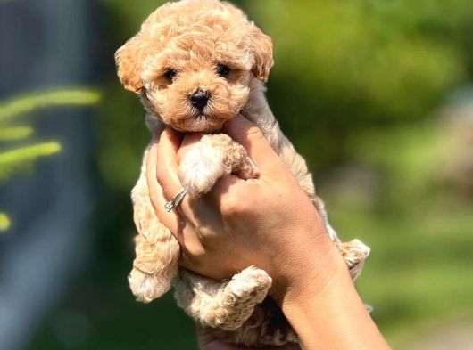 Bayram Şekeri̇ Tatliliğinda Kivircik Malti̇poo Bebeklei̇mi̇z görsel