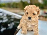 ORJİNAL TEACUP MALTİPO SAĞLIK GARANTLİ YAVRULARIMIZ