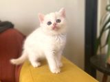 Safkan Beyaz Kedimiz Yeni Yuvasını  Arıyor