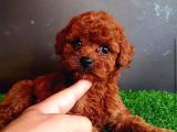 A kalite toy poodle yavrular