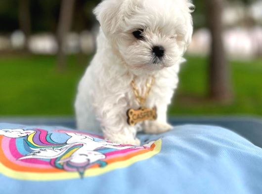 A Kalite Kore Maltese Yavrular görsel