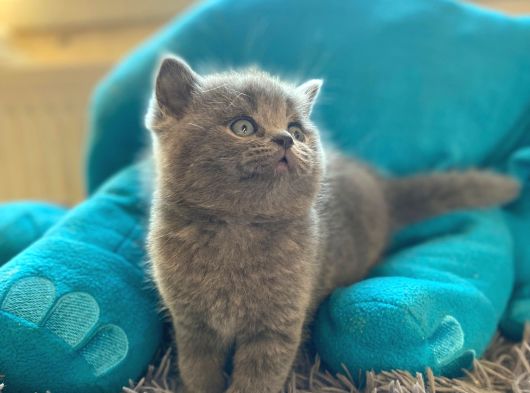 Safkan Gri Kedimiz Yeni Yuvasını Arıyor görsel