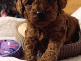 A Kalite Toy Poodle Yavrular